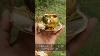 Cup And Saucer Set Gold Plated Shop Now Gift Trending Giftshopping Coffeelover Tealover