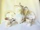 Limoges Haviland Coffee Pot Cups Saucers Antique