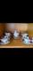 Shelley Duchess 13406 Fine Bone China 20 Piece Tea Set Vintage England